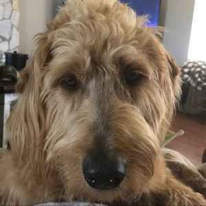 Meet your Posher, James